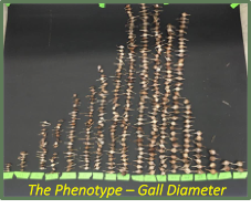 Gall size distribution example from Ontario sampling site at the Koffler Scientific Reserve