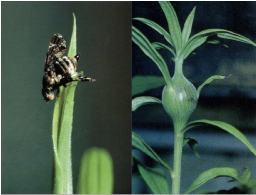 Left: Goldenrod gallfly (*Eurosta solidaginis*) ; Right: gall induced by oviposition on goldenrod