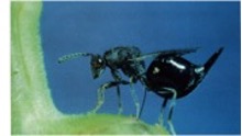 A gallfly predator, the parasitoid wasp, *Eurytoma gigantea*