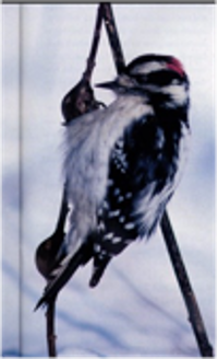 Another gallfly predator, the Downy Woodpecker